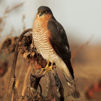 Sparrowhawk